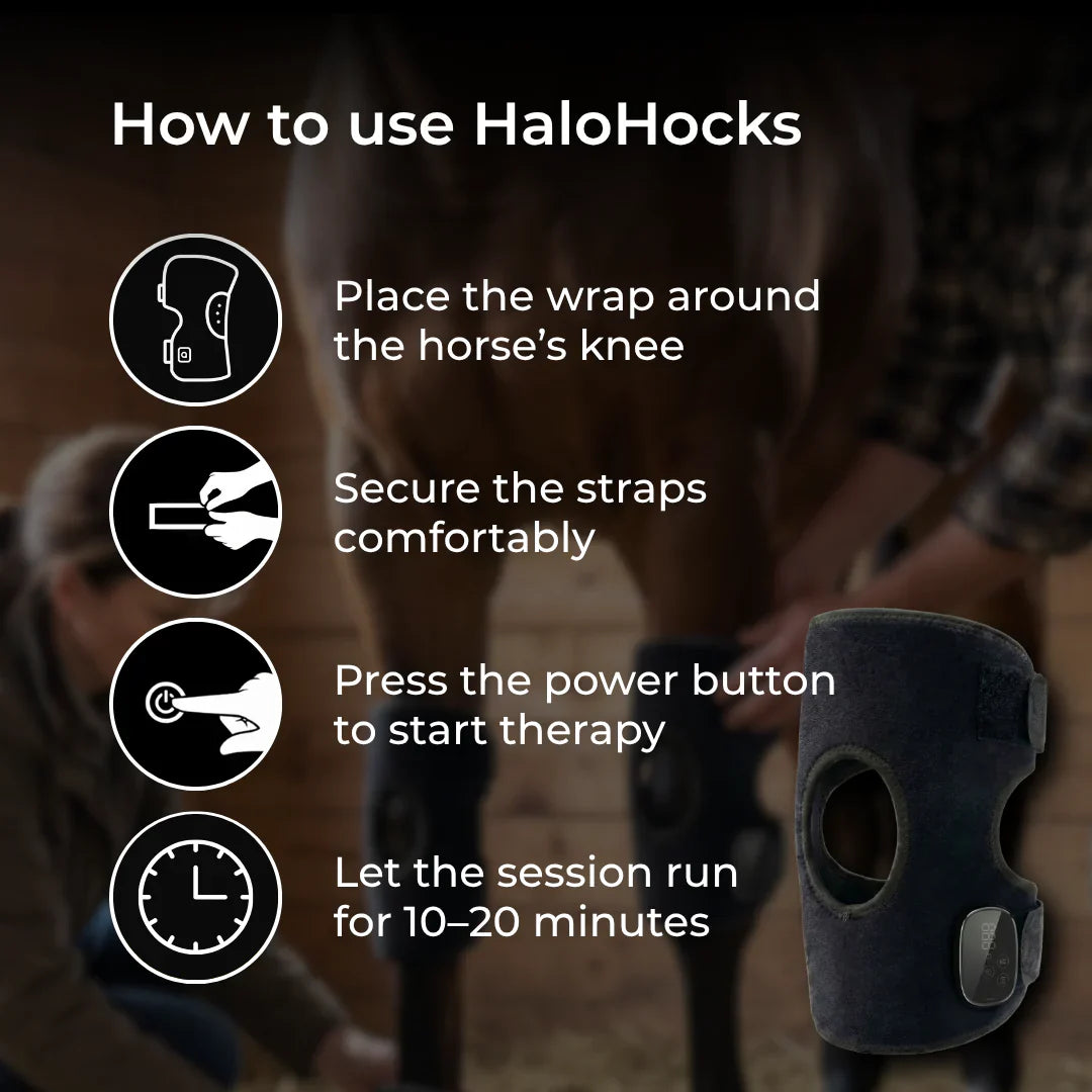 HorseHalo HaloHocks