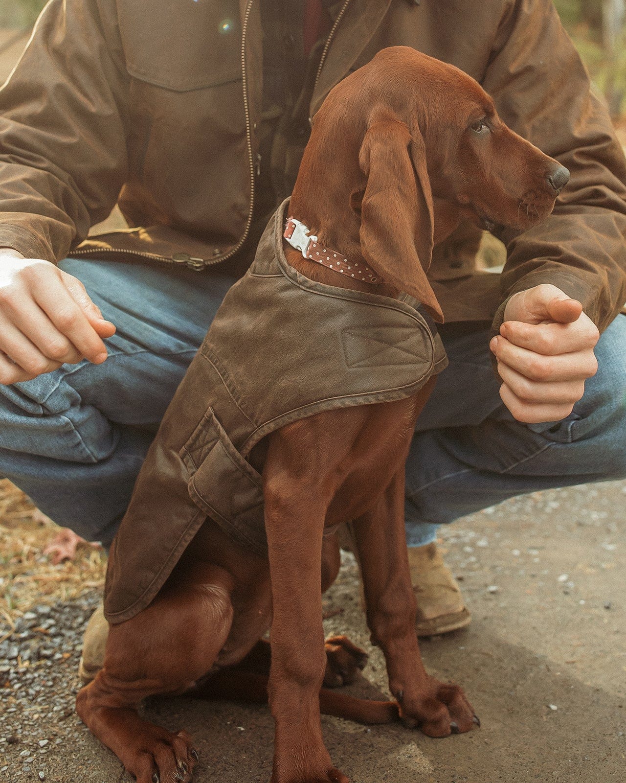 Marty Canine Coat