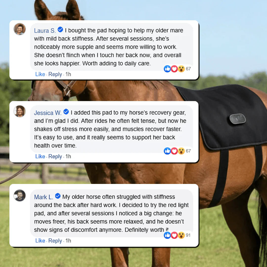 HorseHalo HaloBack Outback
