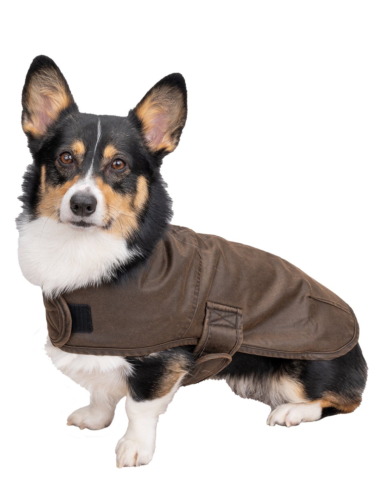 Marty Canine Coat