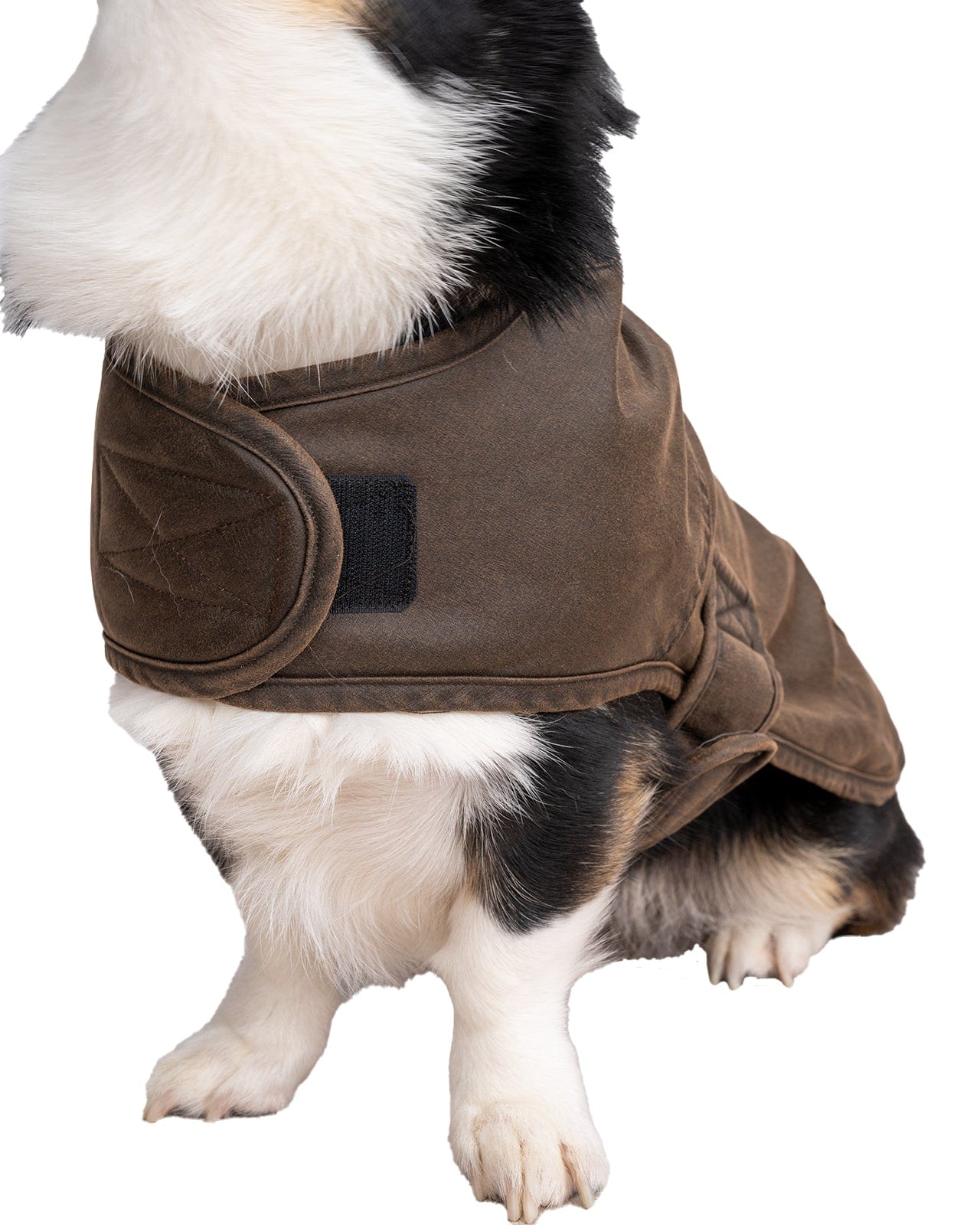 Marty Canine Coat