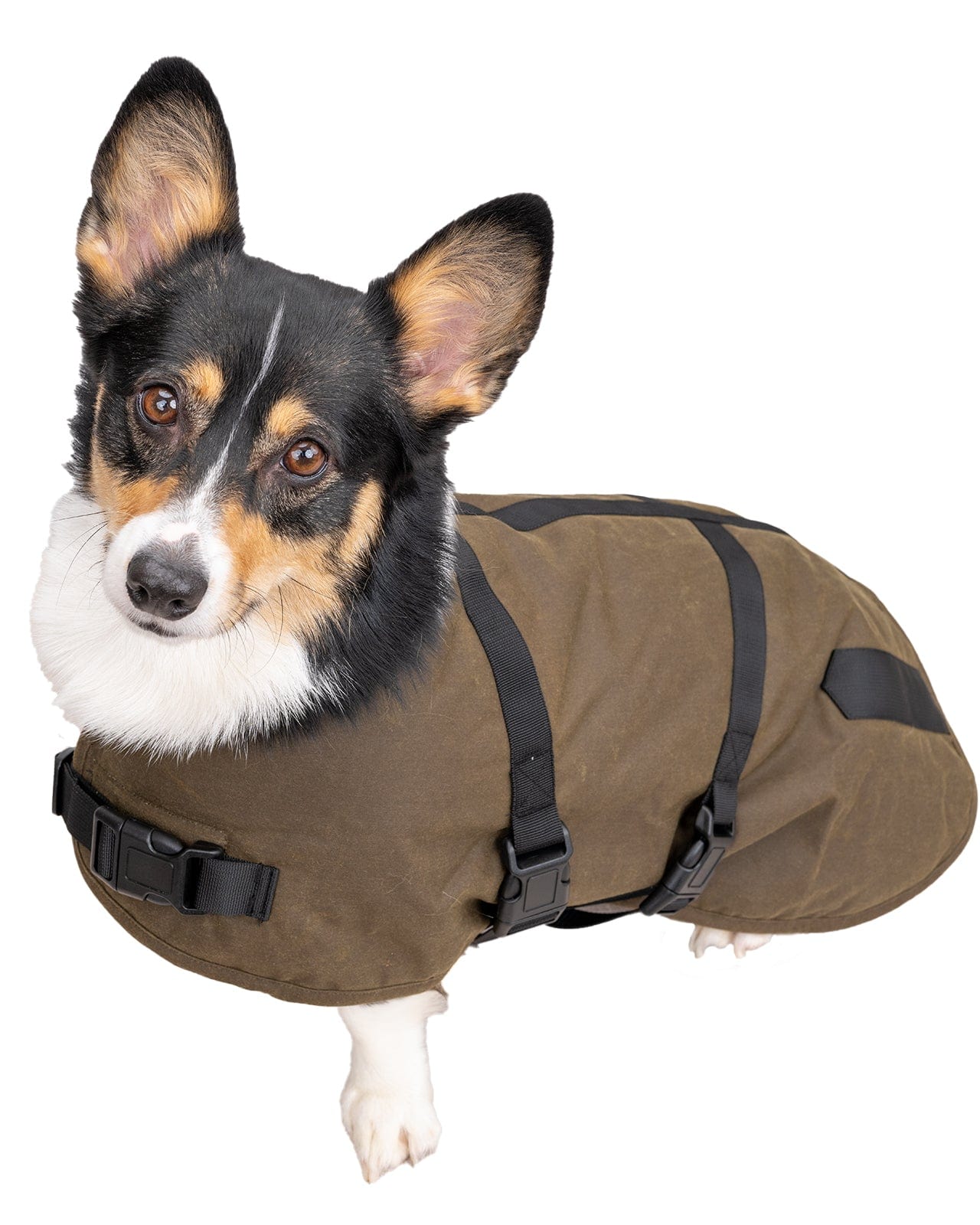 Clancy Oilskin Canine Coat